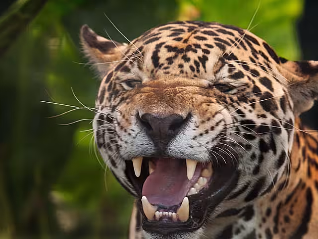 Debido al peligro que enfrentan los habitantes, deben tomar medidas para no ser atacados