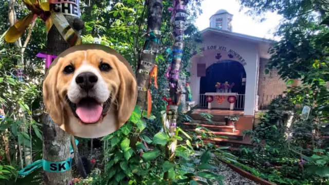 Según las creencias, este 27 de octubre las almas de las mascotas fallecidas visitan a sus dueños