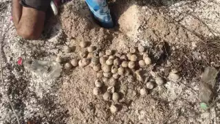 Tortuga marina en peligro por depredadores en Ciudad del Carmen 