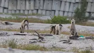 Perros callejeros amenazan anidación del charrán en Ciudad del Carmen   