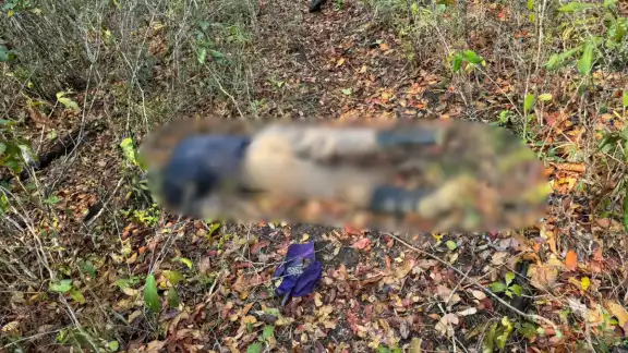 Fue hallado mientras buscaban una vaca