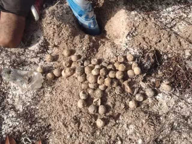 La especie vive en constante peligro al nadar muy cerca de la superficie donde fácilmente