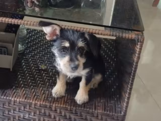 La mascota desapareció el 5 de mayo