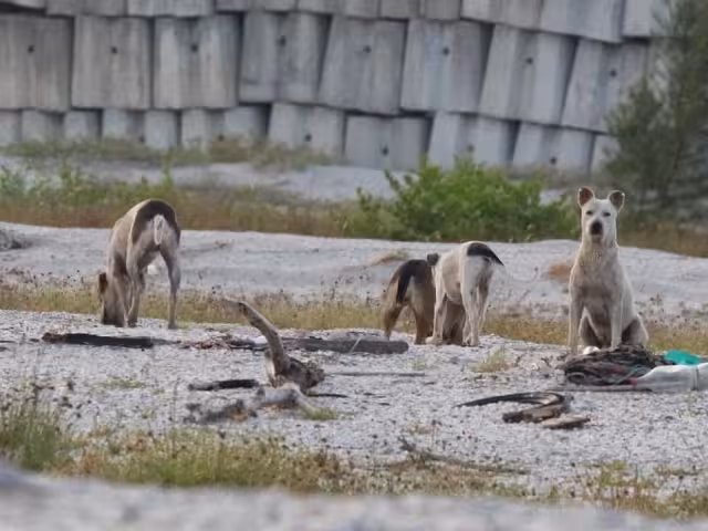 Los animales en cuestión depredan los sitios de anidación y se comen las crías de esta ave que es una especie protegida en México