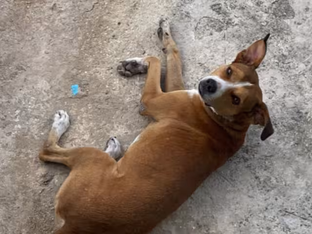 Se ha detectado que el más 50 % de los perros que atacan tienen dueño