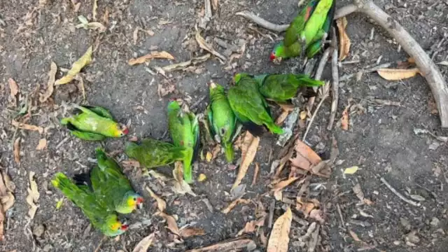 Activistas han compartido algunas recomendaciones