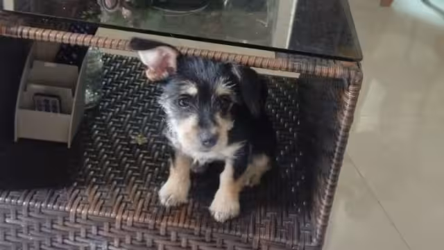 La mascota desapareció el 5 de mayo