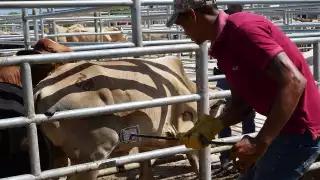 "Gusano Barrenador no pone en riesgo a Campeche", aseguran autoridades