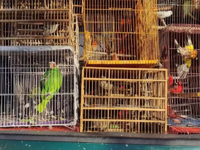 En la estación Indios Verdes del Metro CDMX, autoridades detuvieron a un hombre que transportaba aves en cautiverio