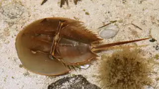 Cacerola de mar: el animal milenario que podría desaparecer de las costas de Yucatán            