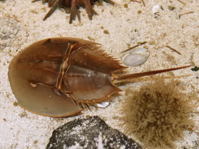 El origen de la especie se remonta a hace 20 millones de años