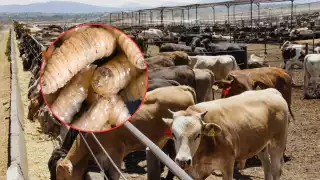 Refuerzan vigilancia en Campeche ante alerta del gusano barrenador en Guatemala