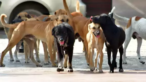 Campeche acumula 780 carpetas de investigación por maltrato animal en 2025.