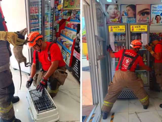 El más reciente fue el de un tlacuache que quedó atrapado detrás de un refrigerador