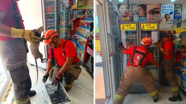 El más reciente fue el de un tlacuache que quedó atrapado detrás de un refrigerador