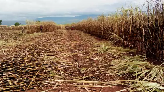 Más de 12 mil hectáreas de zafra se han perdido en este período. Más de 12 mil hectáreas de zafra se han perdido en este período.