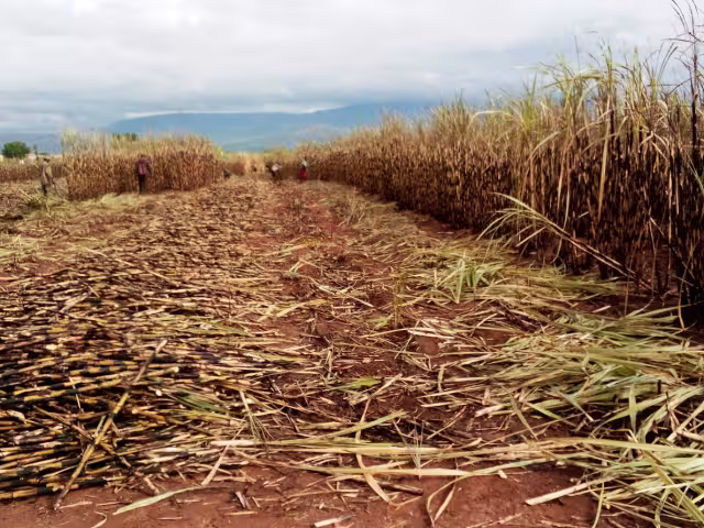 Más de 12 mil hectáreas de zafra se han perdido en este período.