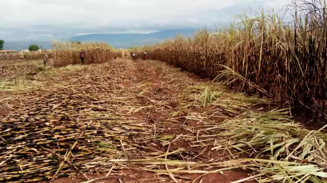 Más de 12 mil hectáreas de zafra se han perdido en este período.
