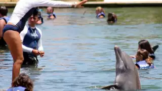 ¿Murió o no un delfín en hotel de Playa del Carmen? Empresa responde sin convencer; “es un video del 2020” 