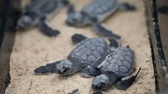 En las tortugas también se ha registrado una enfermedad vinculada con la presencia de contaminantes En las tortugas también se ha registrado una enfermedad vinculada con la presencia de contaminantes