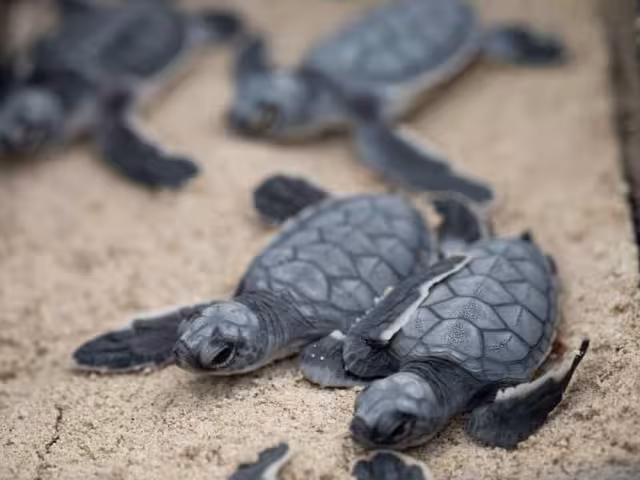 En las tortugas también se ha registrado una enfermedad vinculada con la presencia de contaminantes
