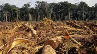 Deforestación de Campeche agrava plaga de gusano barrenador en el ganado