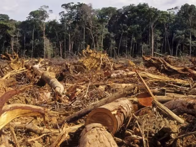 Por la destrucción de selvas la fauna silvestre ha disminuido.