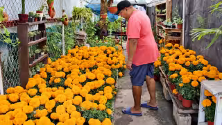 La flor de cempasúchil llegó al mercado de Champotón con un aumento de 10 pesos por maceta.