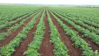 Productores de soya esperan buena cosecha en la temporada 2024 