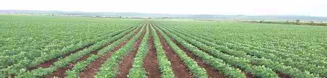 El precio de la soya va por arriba de los 9 mil pesos