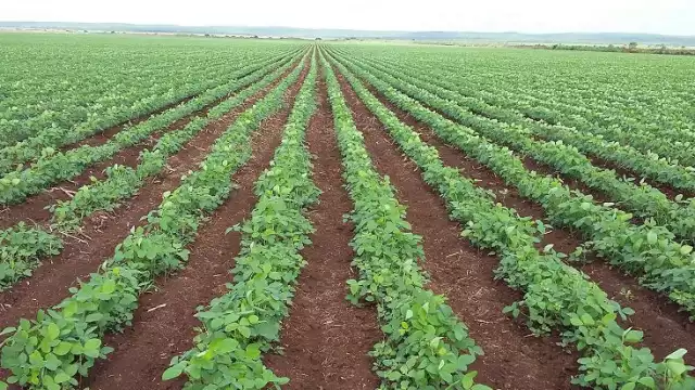 El precio de la soya va por arriba de los 9 mil pesos