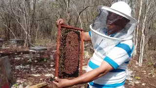 Productores de Hopelchén celebran anuncio del Programa Miel del Bienestar