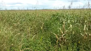 Productores de maíz bloquean Segob y carreteras en todo el país; exigen pago de 7 mil 200 pesos por tonelada