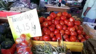 Precio del tomate caería un 35% por alta producción en Hopelchén