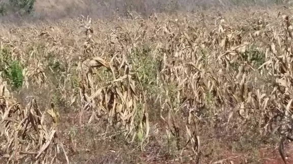 La sequía prolongada hasta mediados de junio causó la pérdida de 40 hectáreas de maíz y 30 hectáreas de chigua en Campeche