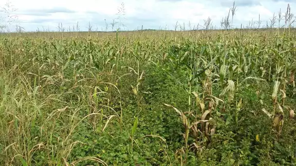 Los productores perdieron alrededor de 500 mil pesos debido a la falta de lluvias tras la primera siembra de maíz en mayo Los productores perdieron alrededor de 500 mil pesos debido a la falta de lluvias tras la primera siembra de maíz en mayo