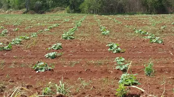 Productores de Hopelchén pierden cosecha de chigua y apuestan al maíz tras la sequía Productores de Hopelchén pierden cosecha de chigua y apuestan al maíz tras la sequía
