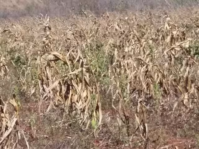 La sequía prolongada hasta mediados de junio causó la pérdida de 40 hectáreas de maíz y 30 hectáreas de chigua en Campeche