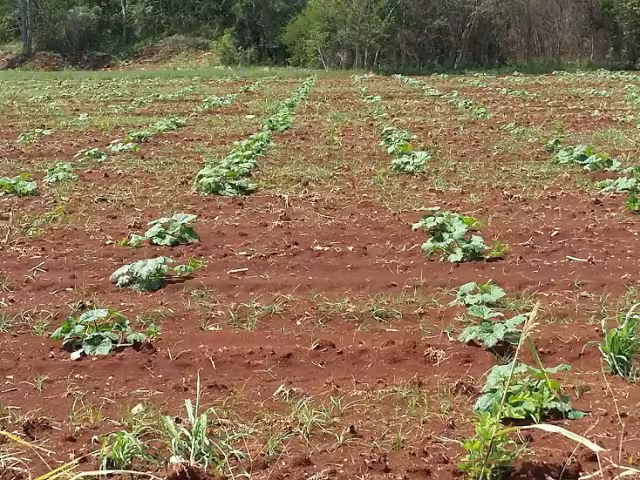 Productores de Hopelchén pierden cosecha de chigua y apuestan al maíz tras la sequía