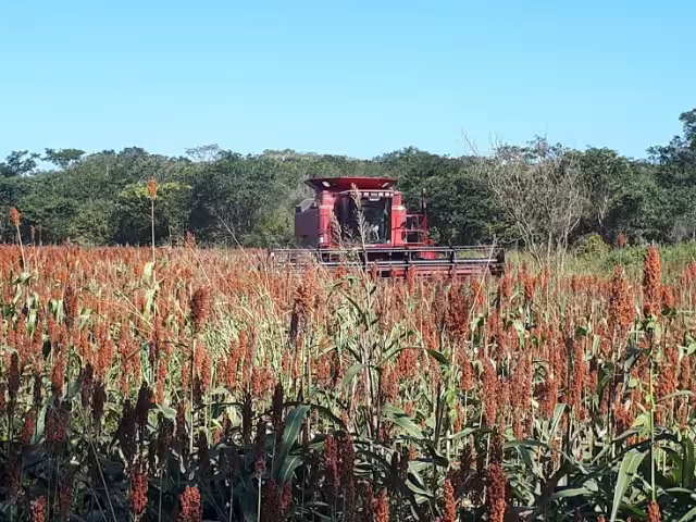 Se pierden 40 mil hectáreas de sorgo