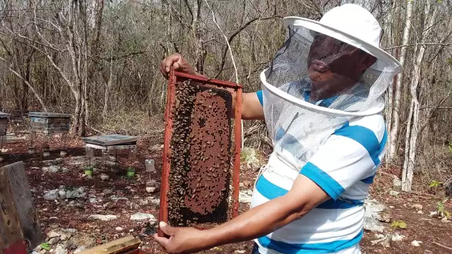 Programa Miel del Bienestar: esperanza contra el abuso de coyotes