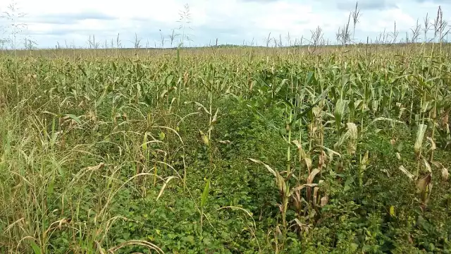 Los productores perdieron alrededor de 500 mil pesos debido a la falta de lluvias tras la primera siembra de maíz en mayo