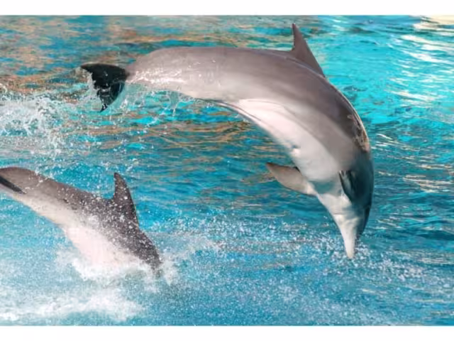 La Ley fue nombrada en memoria de un delfín, que murió después de dar un espectáculo en un hotel de la Riviera Maya