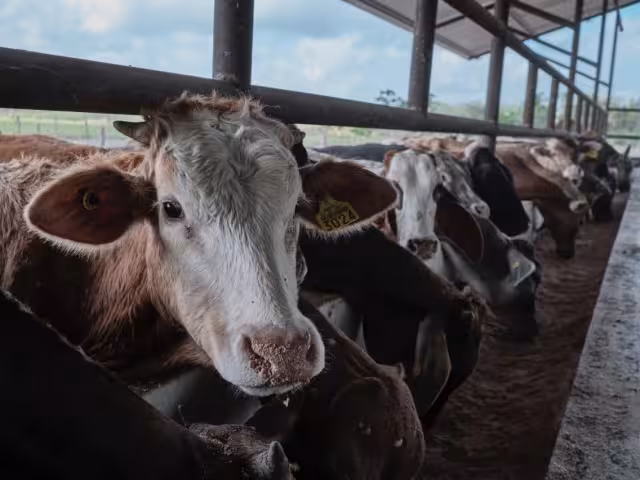 Ganaderos esperan la pronta llegada de ayuda antes del inicio de sequía