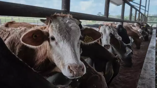 Ganaderos esperan la pronta llegada de ayuda antes del inicio de sequía