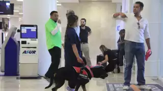 Viaje seguro a Chile: “Nala" y “Milka", perritas de asistencia cuidan a su dueña en el aeropuerto de Cancún 