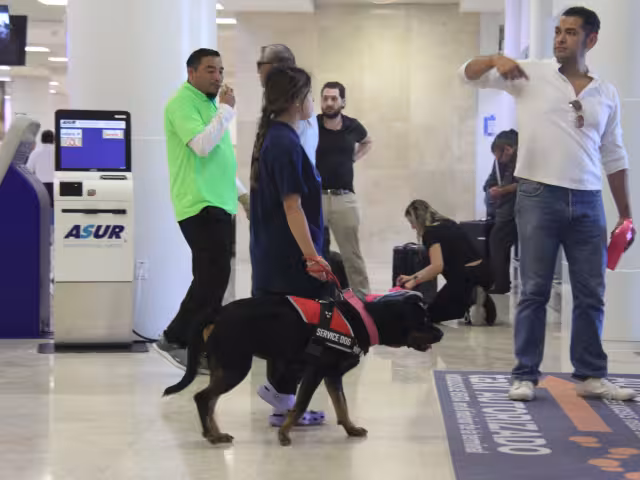Las dos perritas está entrenadas para brindar asistencia emocional, auxilian a la menor en momentos de ansiedad o crisis.
