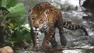 Jaguares pierden terreno en Campeche: 50% de su territorio ha desaparecido por la deforestación