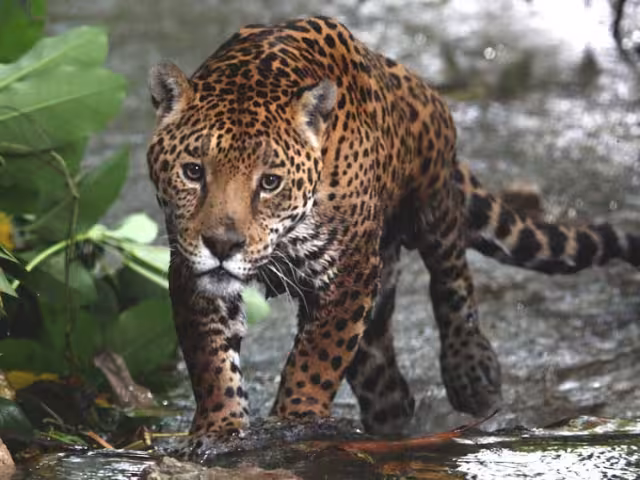 Congreso local pide acciones urgentes para proteger al jaguar