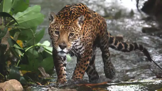 Congreso local pide acciones urgentes para proteger al jaguar